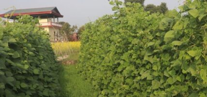 २ हजार ५ सय किसान व्यावसायिक तरकारी खेतीमा