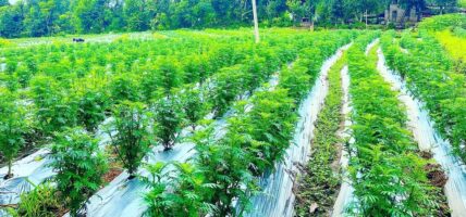आँबुखैरेनीमा ४० हजार सयपत्री बिरुवा रोपियो