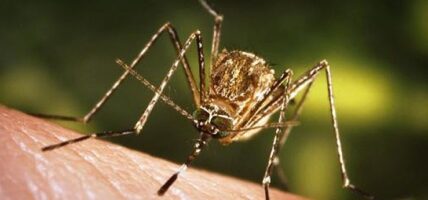 जापानिज इन्सेफ्लाइटिसबाट १४ जनाको मृत्यु
