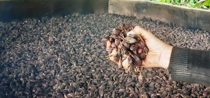 प्रतिमन लाख रुपैयाँ नजिक