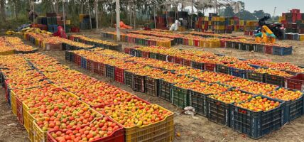 गोलभेँडा व्यापारीले यसरी सङ्कलन गर्छन्