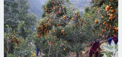 सुन्तला टिपेर बजार पठाउने तयारी