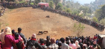 नुवाकोटकामा गोरु जुधाई गरी मनाइयो माघेसङ्क्रान्ति