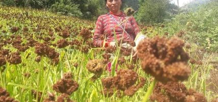 हुम्लामा कोदो उत्पादन
