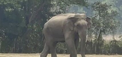 हात्ती (मकुना)को मृत्यु प्रकरणमा छानबिन समिति गठन