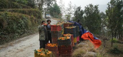 म्याग्दीमा सुन्तला उत्पादन २५ प्रतिशतले बढ्यो