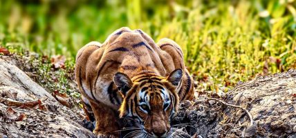 दाङका सात बाघ फेला परे