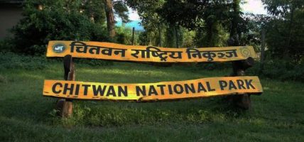 चितवनमा बस्ती पसेको बाघ नियन्त्रणमा