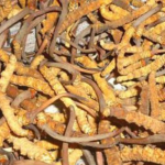 मनाङमा यार्सागुम्बा सङ्कलन सुरु