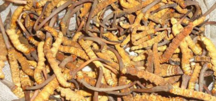 मनाङमा यार्सागुम्बा सङ्कलन सुरु