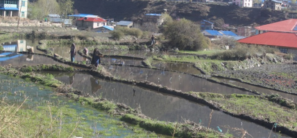 जुम्लाको प्रसिद्ध मार्सी धानको बीउ राखिएको छ