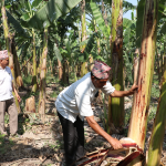 मूल्य नपाएको केरा उत्पादक किसानको गुनासो