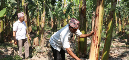 मूल्य नपाएको केरा उत्पादक किसानको गुनासो