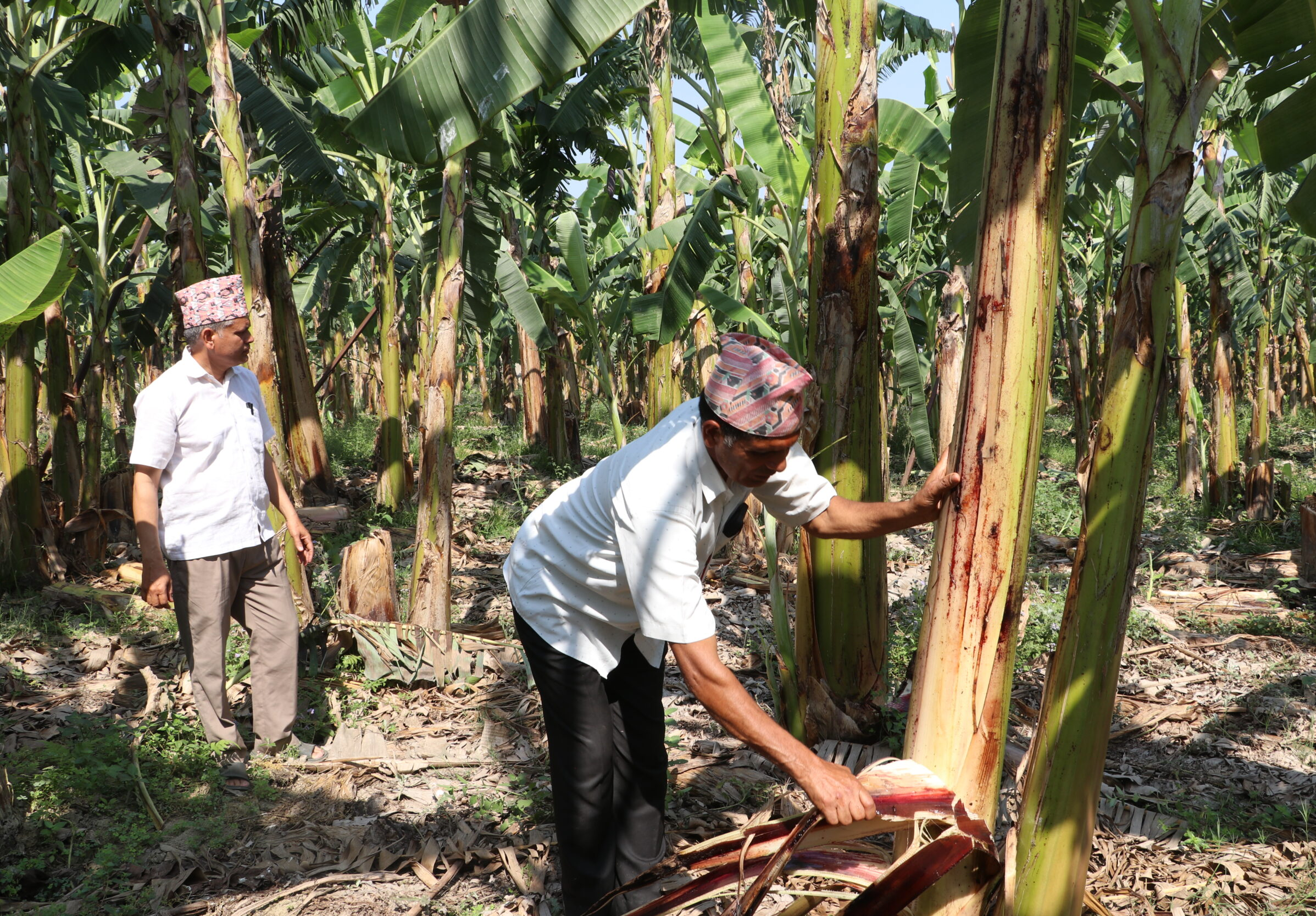 मूल्य नपाएको केरा उत्पादक किसानको गुनासो