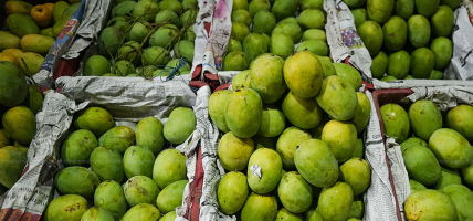 विषादी हालेर पकाइएका आँप चिन्ने ५ तरिका विषादी हालेर पकाइएका आँप चिन्ने ५ तरिका